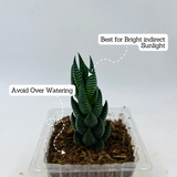 Zebra Haworthia Cone | Haworthia Attenuata - Live Plant (Home & Garden)