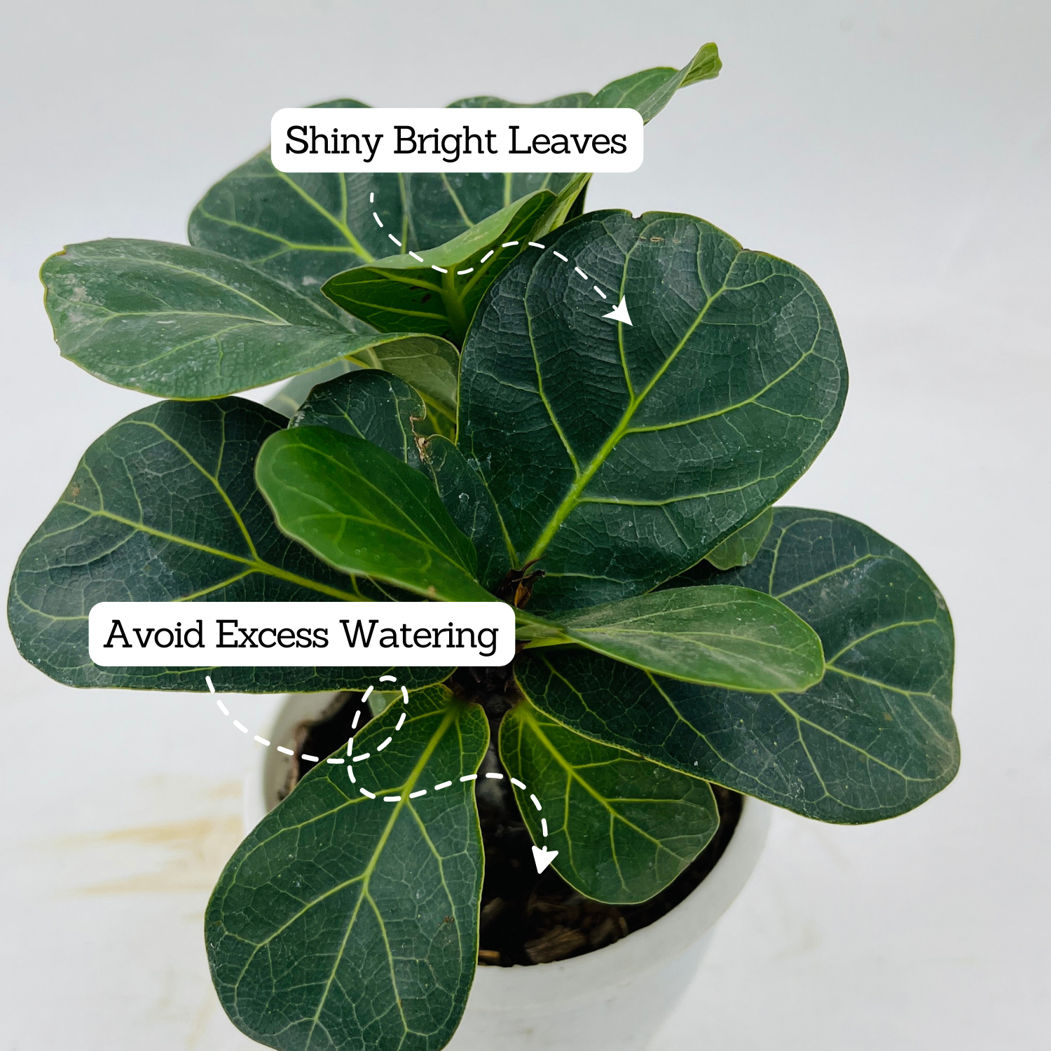 Fiddle-Leaf Fig Small (Ficus Lyrata) - Live Plant (Home & Graden)