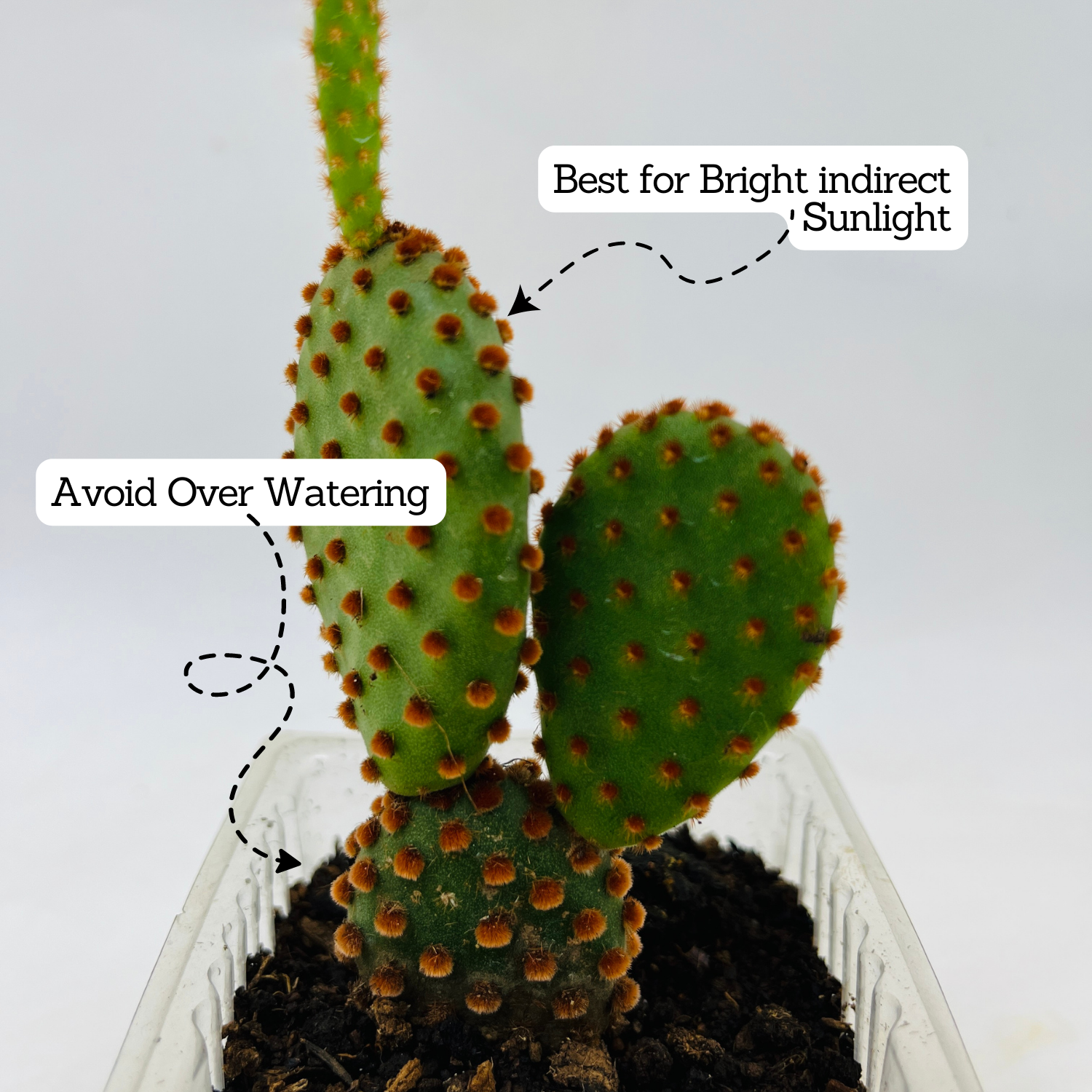 Bunny Ear Cactus (Opuntia microdasys)- Live Plant (Home & Garden)