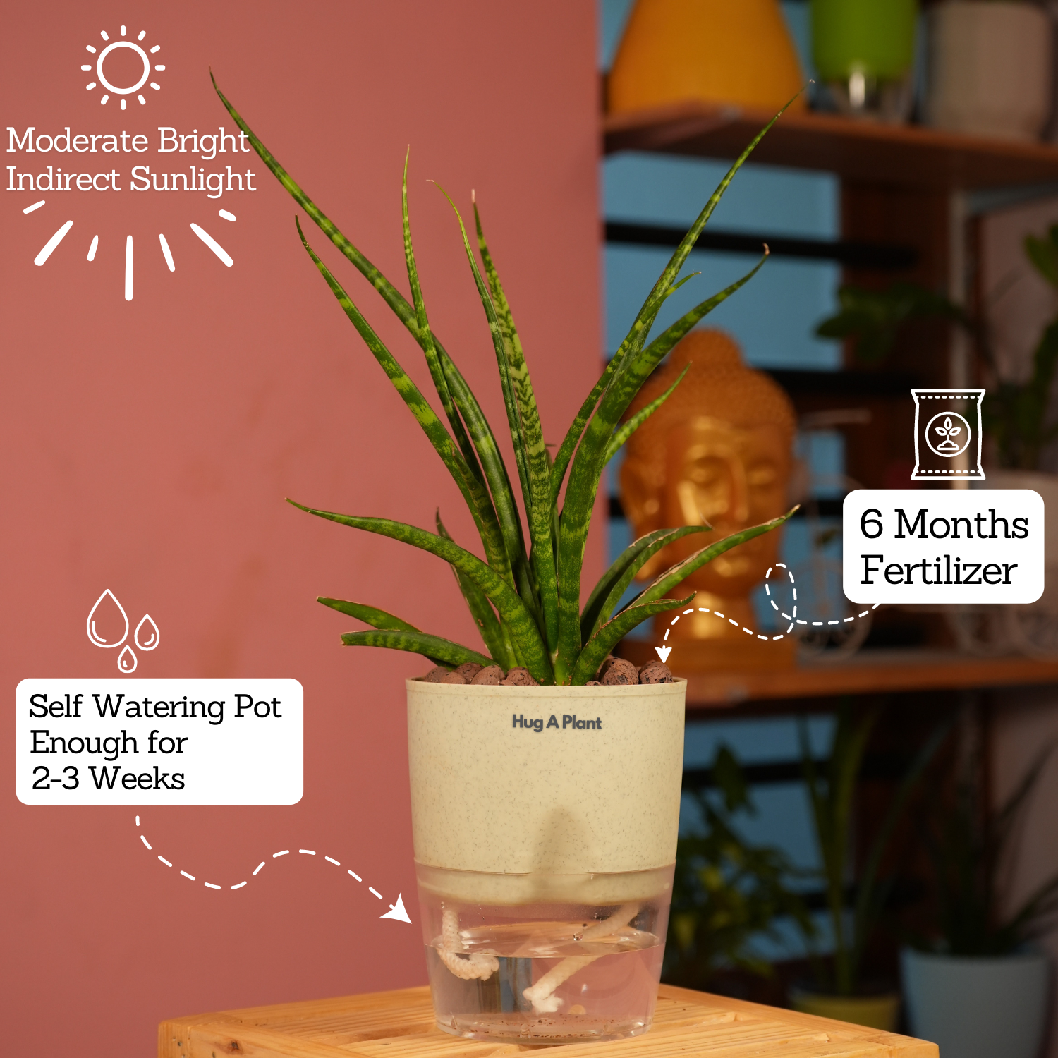 Mikado Snake Plant(Small)- Live Plant (With Self-Watering Pot & Plant)
