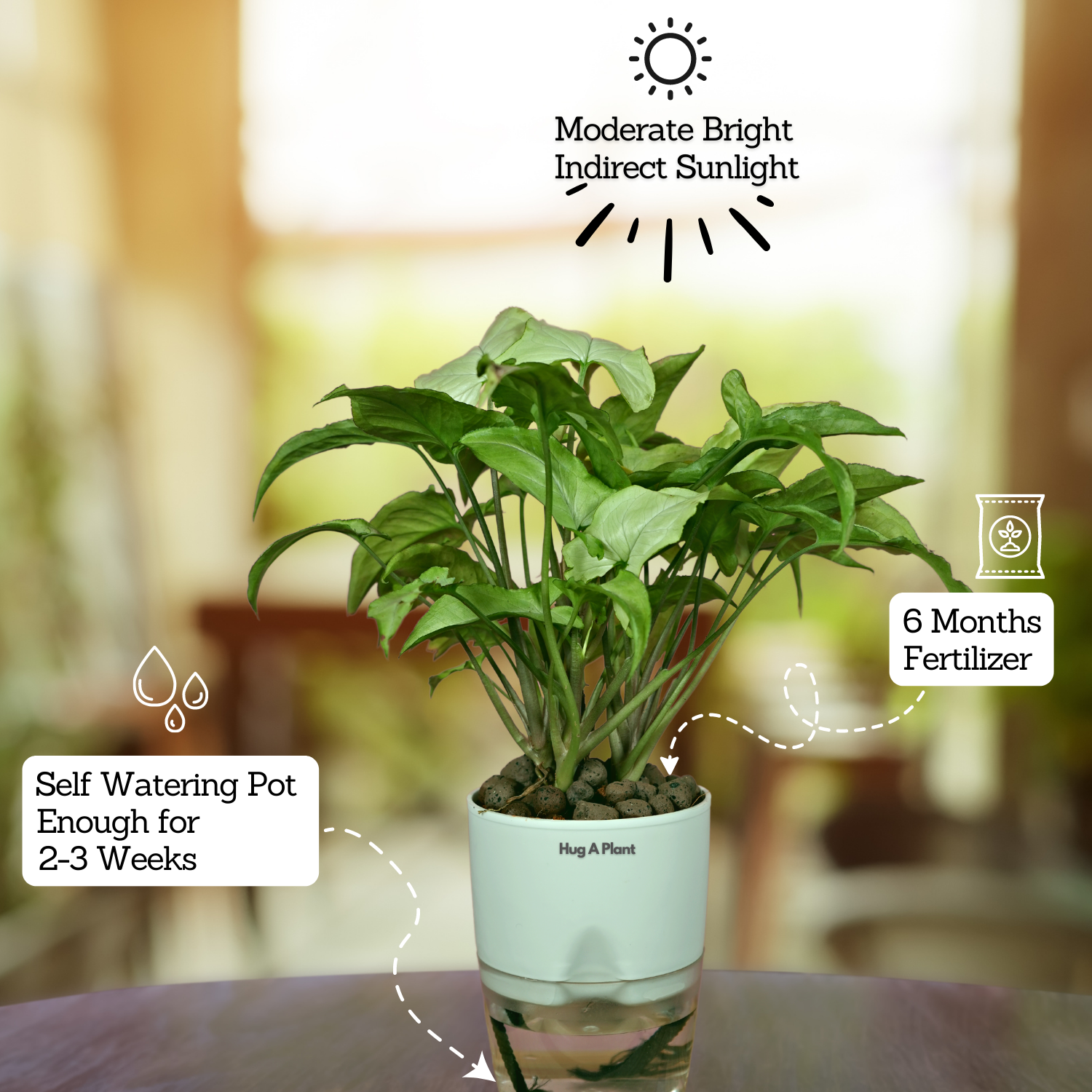 White Syngonium - Live Plant (With Self-Watering Pot & Plant)