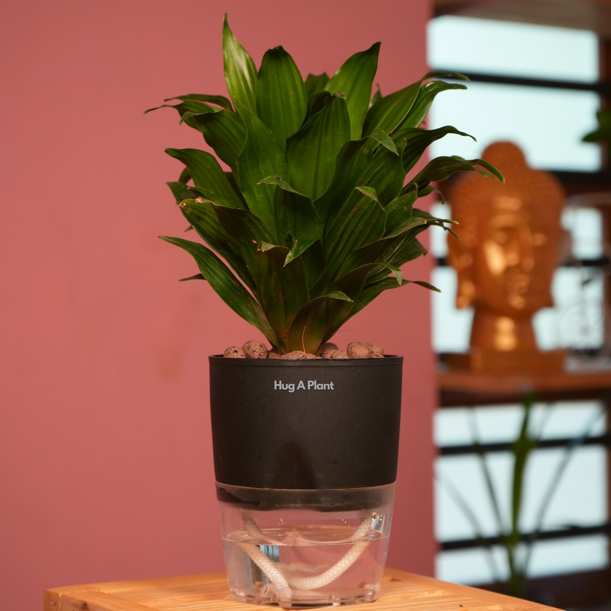 Dracaena Compacta - Live Plant (With Self-Watering Pot & Plant)