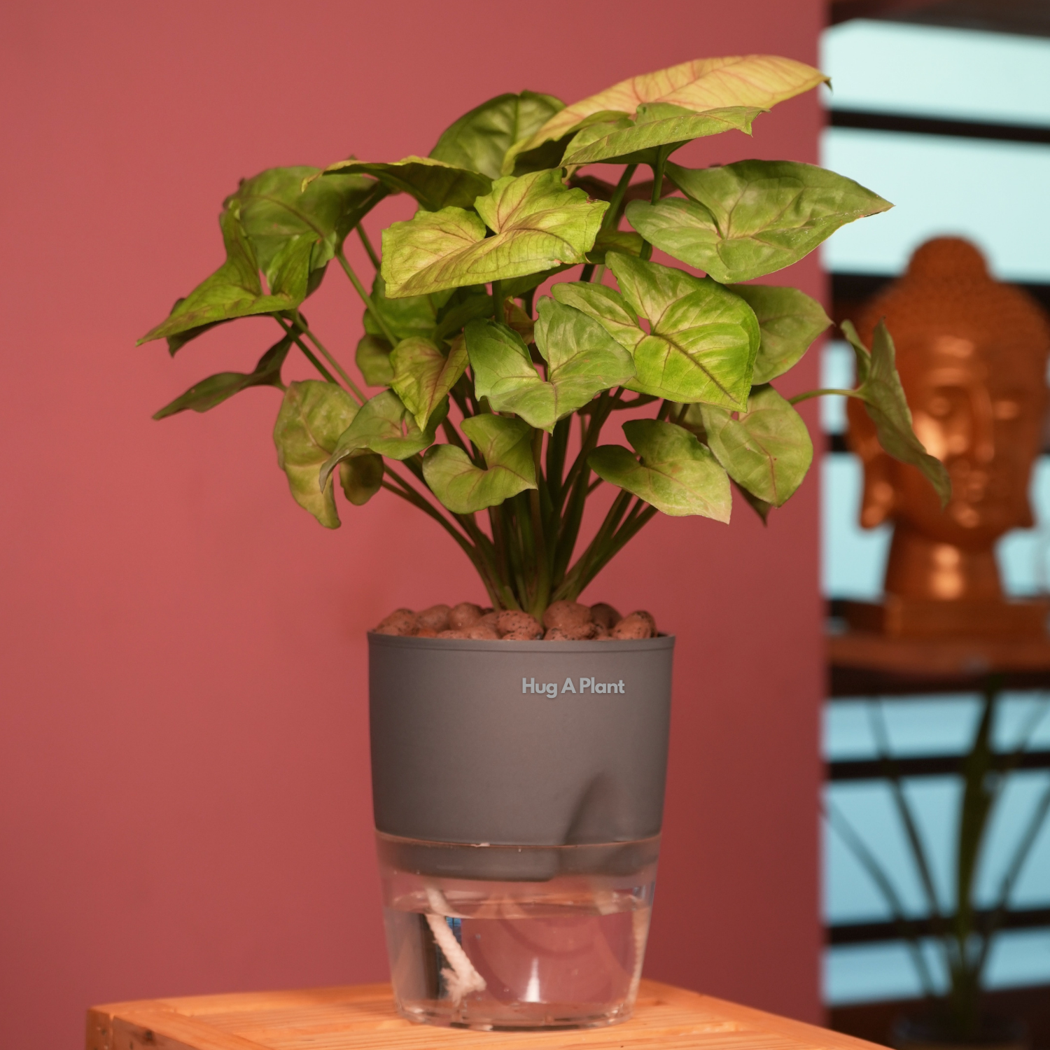 Syngonium Lemon - Live Plant (With Self-Watering Pot & Plant)