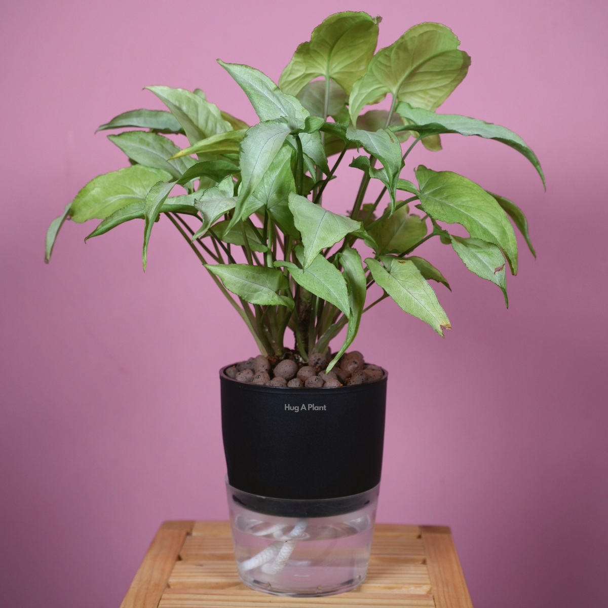 White Syngonium - Live Plant (With Self-Watering Pot & Plant)