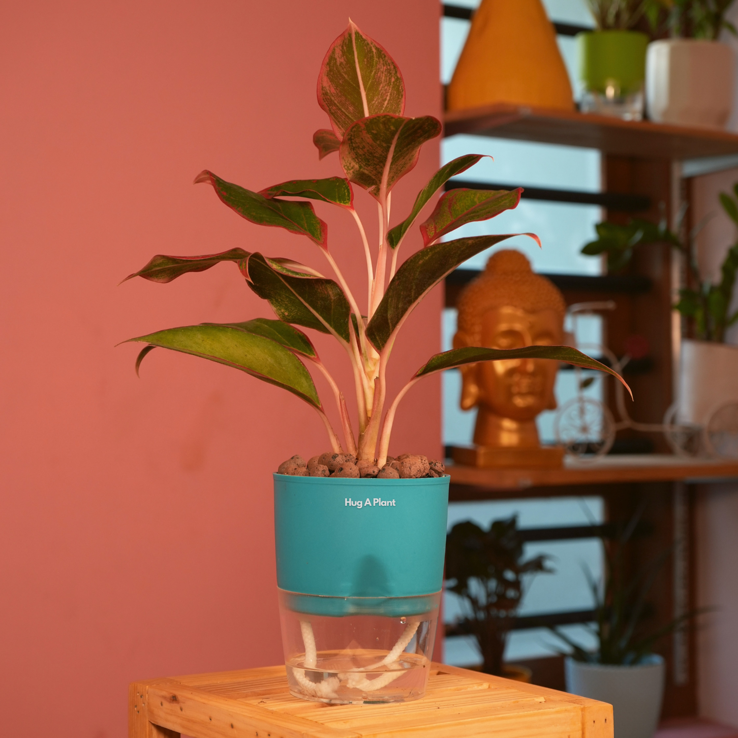 Aglaonema Lipstick - Live Plant (With Self-Watering Pot & Plant)
