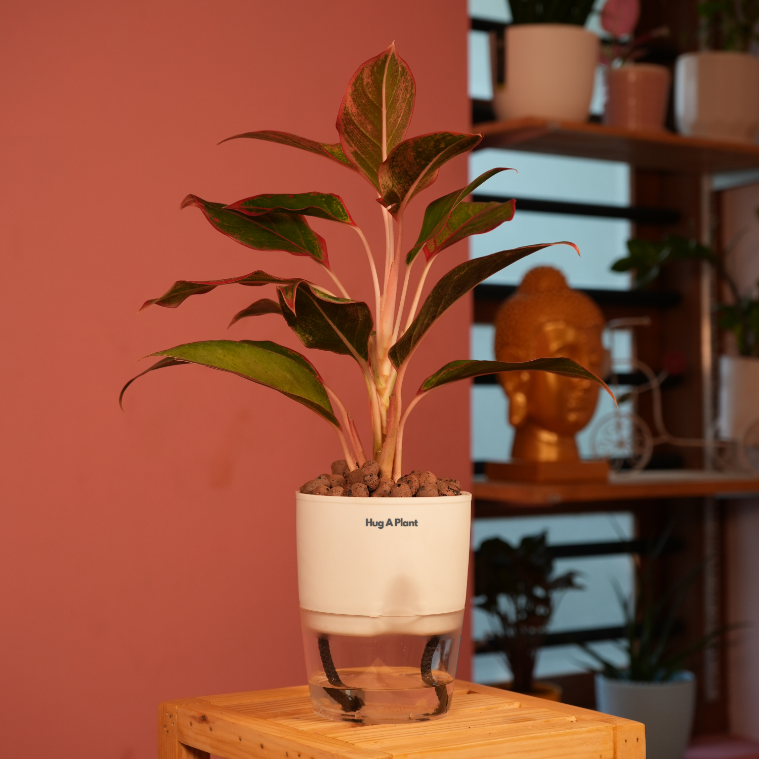 Aglaonema Lipstick - Live Plant (With Self-Watering Pot & Plant)