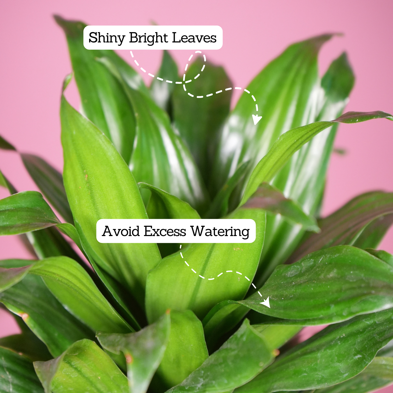Dracaena Compacta - Live Plant (With Self-Watering Pot & Plant)