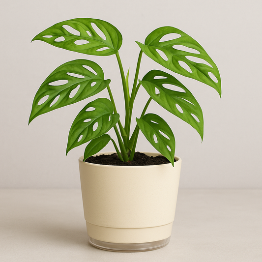 Monstera Adansonii – The Stylish Broken Heart Plant for Modern Homes