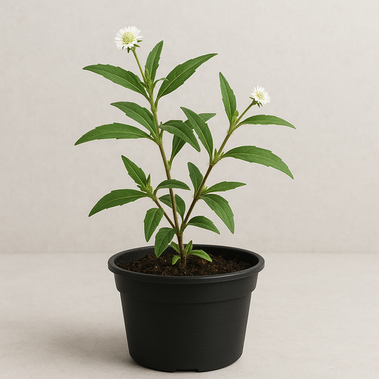 Bhringraj – The Ancient Ayurvedic Miracle Plant for Health & Garden Beauty