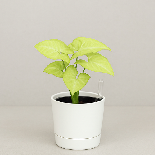 Syngonium Lemon – The Perfect Pop of Green for Your Home & Landscape