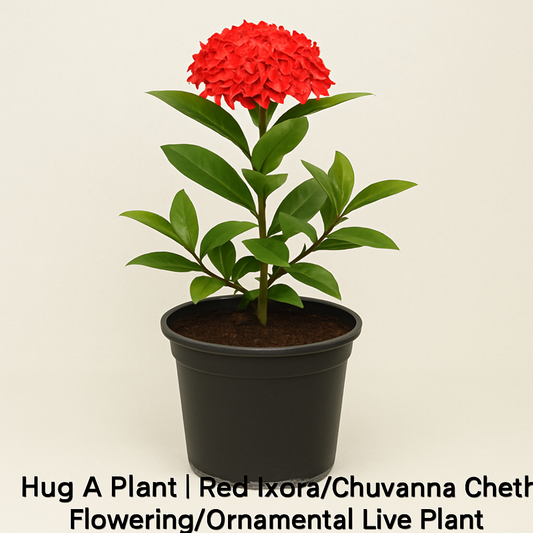 Add a Burst of Color to Your Garden with Red Ixora (Chuvanna Chethi)