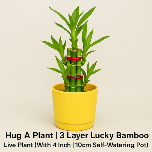 Elevate Your Space with 3 Layer Lucky Bamboo – The Symbol of Prosperity and Harmony