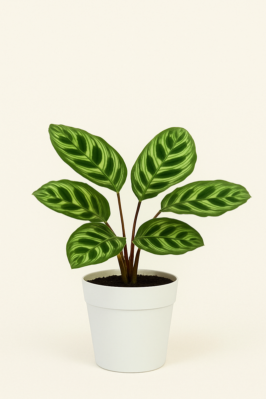 Bring Home the Elegance of Calathea Makoyana – The Living Art Plant