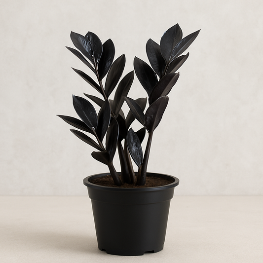 Zamioculcas Raven (Black ZZ Plant) – Exotic Minimalism for Luxe Interiors & Contemporary Gardens