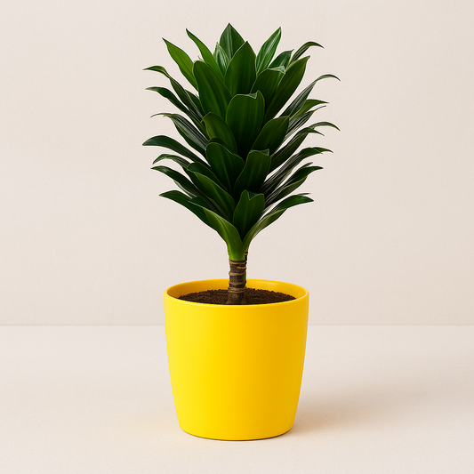 Dracaena Compacta – The Perfect Compact Greenery for Tables, Desks, and Interior Corners