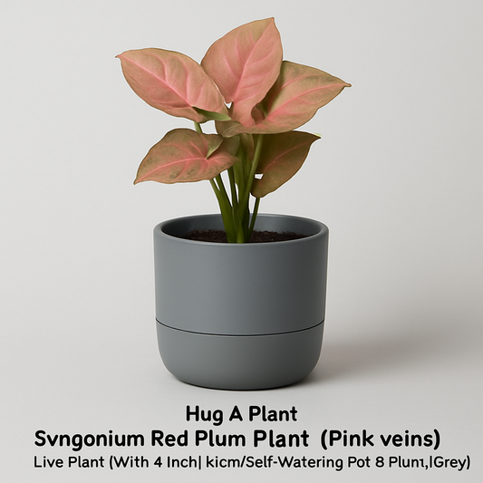 Syngonium Red Plum – A Blush of Color for Contemporary Indoor Spaces
