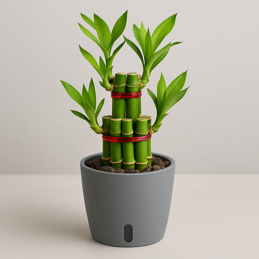 Three Layer Lucky Bamboo – A Timeless Symbol of Prosperity & Green Harmony