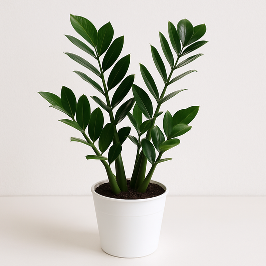 ZZ Plant – The Ultimate Low-Maintenance Indoor Greenery for Every Space