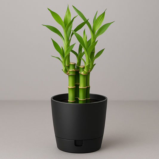 "Lucky Bamboo Plant: The Symbol of Prosperity & Elegance for Your Indoor Spaces"