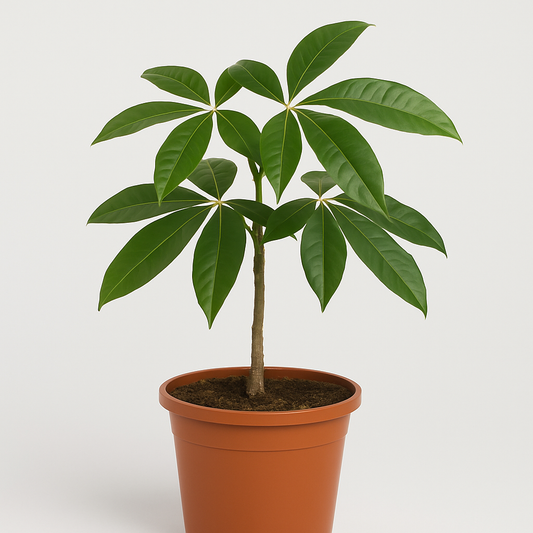 Malabar Chestnut (Pachira glabra) – A Beautiful & Versatile Live Fruit Plant for Home & Landscape