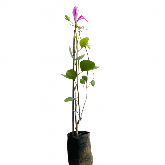 Mandaram Violet (Bauhinia variegata): The Butterfly Tree That Transforms Landscapes with Purple Elegance