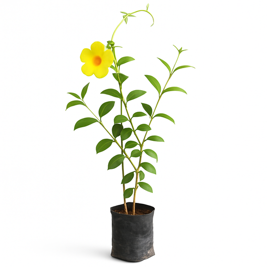 Allamanda Creeper (Pentalinon luteum): The Golden Bloom that Elevates Your Garden Walls