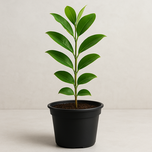 Maulsari / Elanji – The Fragrant Healer Tree for Your Garden