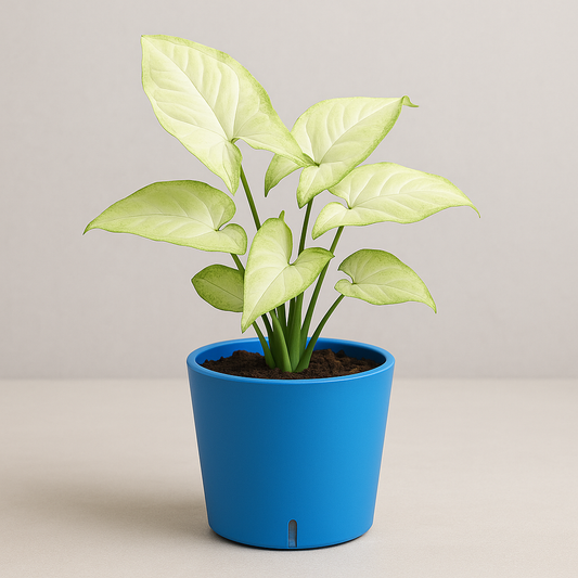 White Syngonium in Blue Self-Watering Pot – A Perfect Pop of Elegance for Your Indoor Space