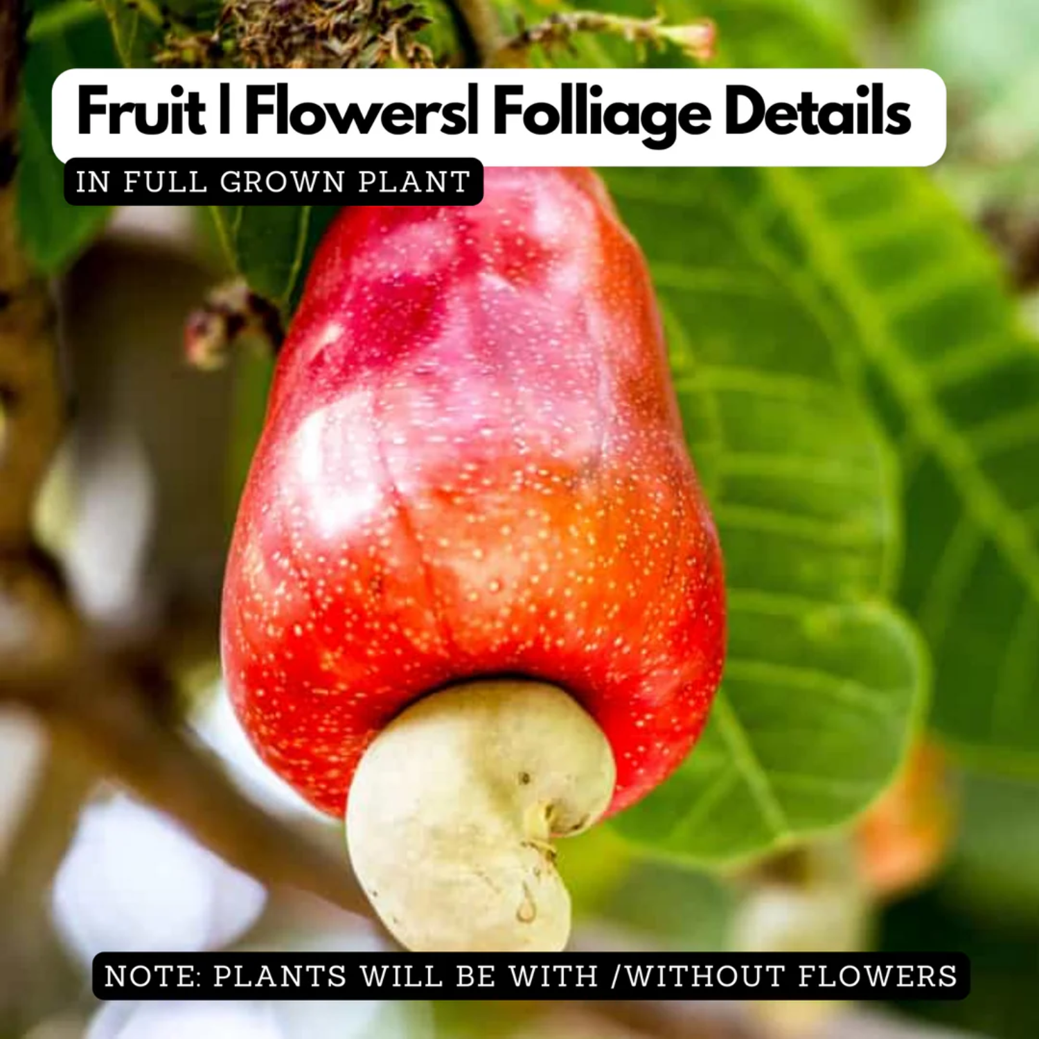 Cashewnut M5(Anacardium occidentale) Live Plant (Home & Garden)
