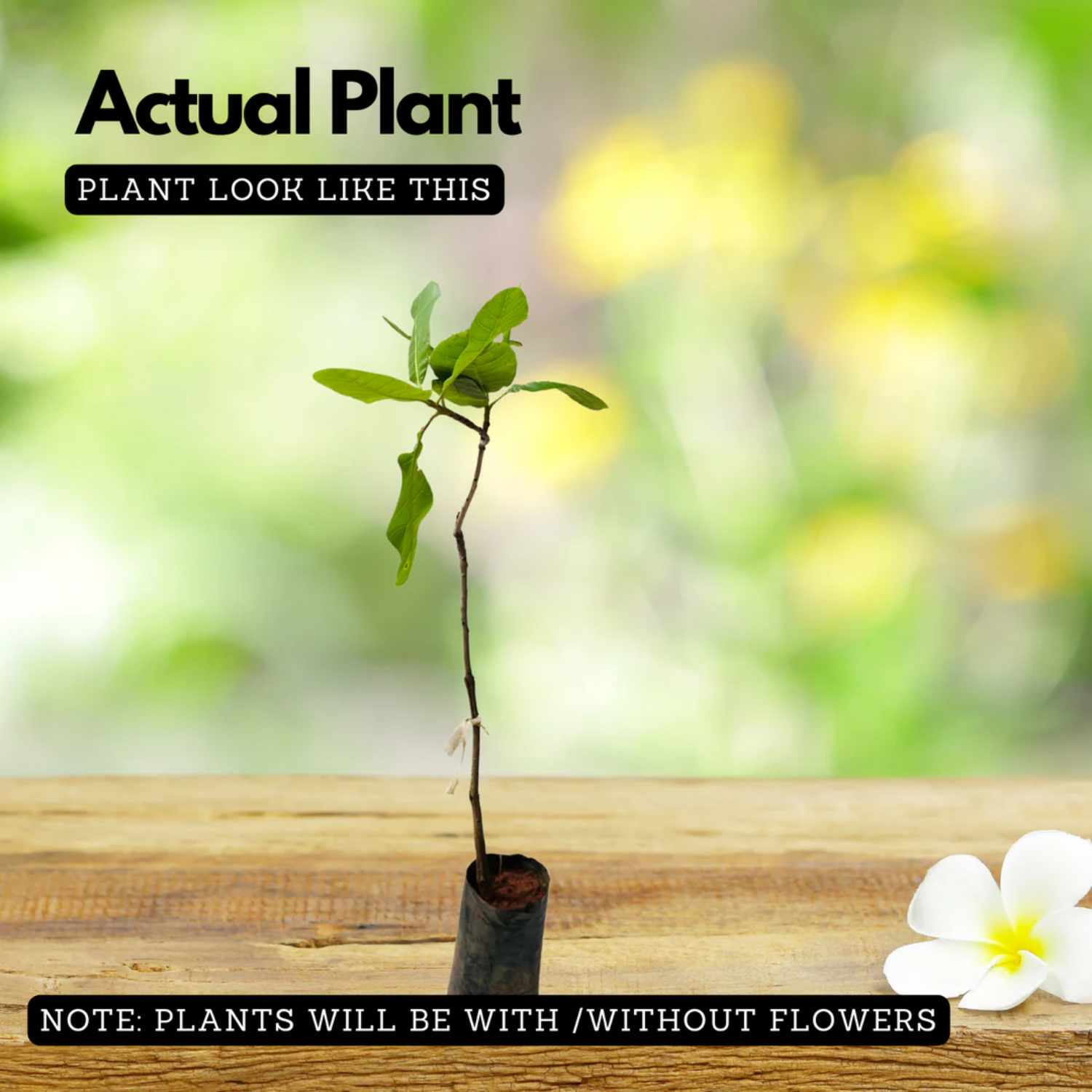 Cashewnut M5(Anacardium occidentale) Live Plant (Home & Garden)