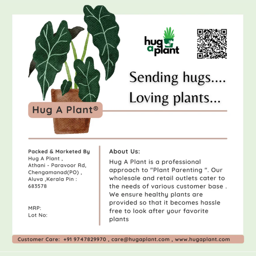 Hug A Plant : Coir Pith  Compost For Plants