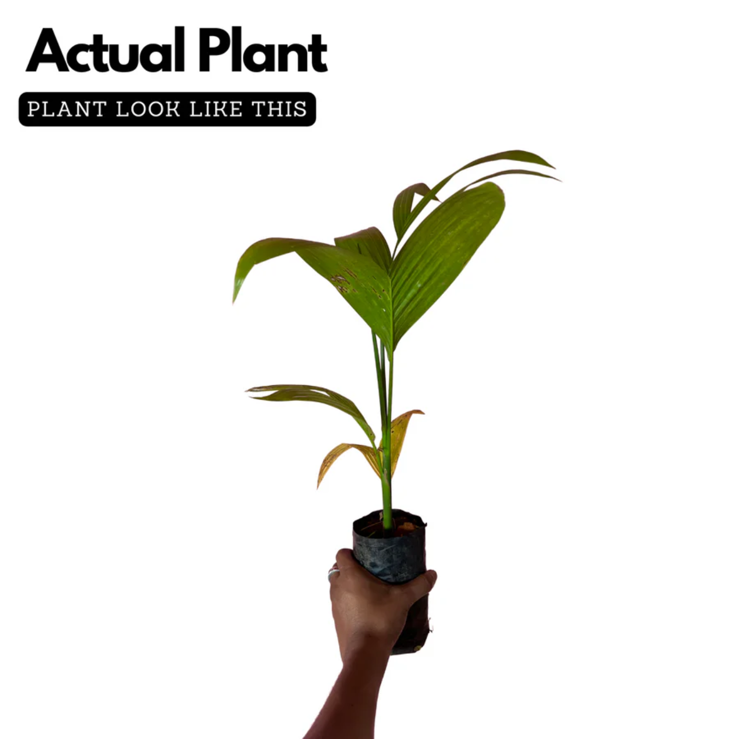 Areaca Nut - Hirehalli dwarf (Areca catechu L)Live Plant (Home & Garden)