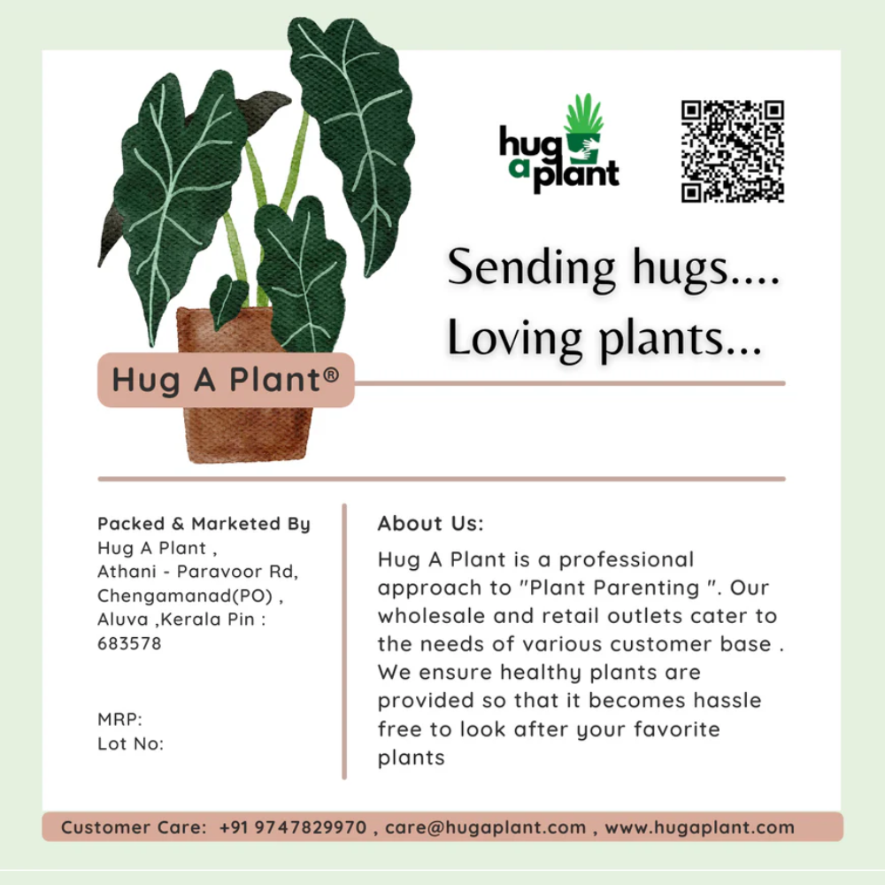 Hug A Plant Cocopeat Coin for Plants