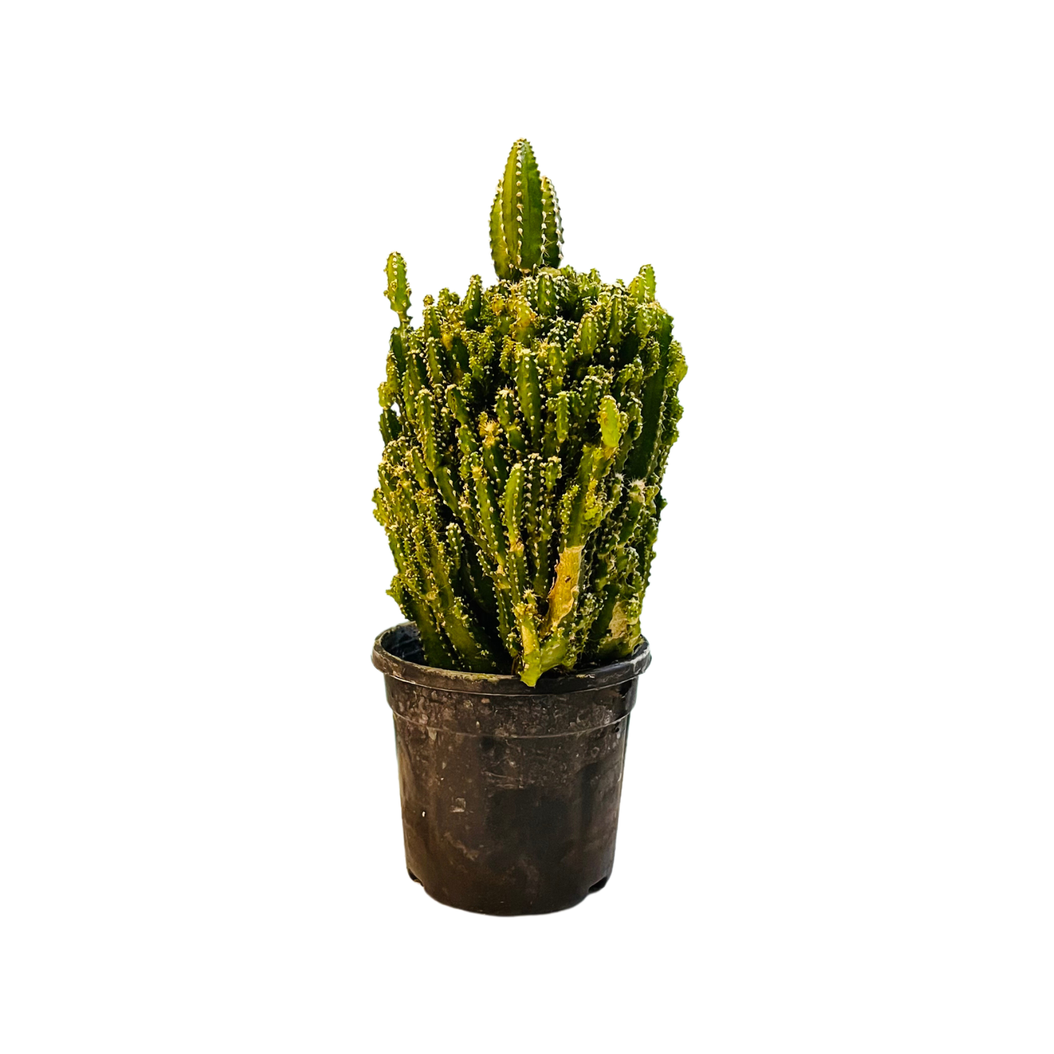 Cereus Fairy Castle Cactus Live Plant in 4 Inch Pot