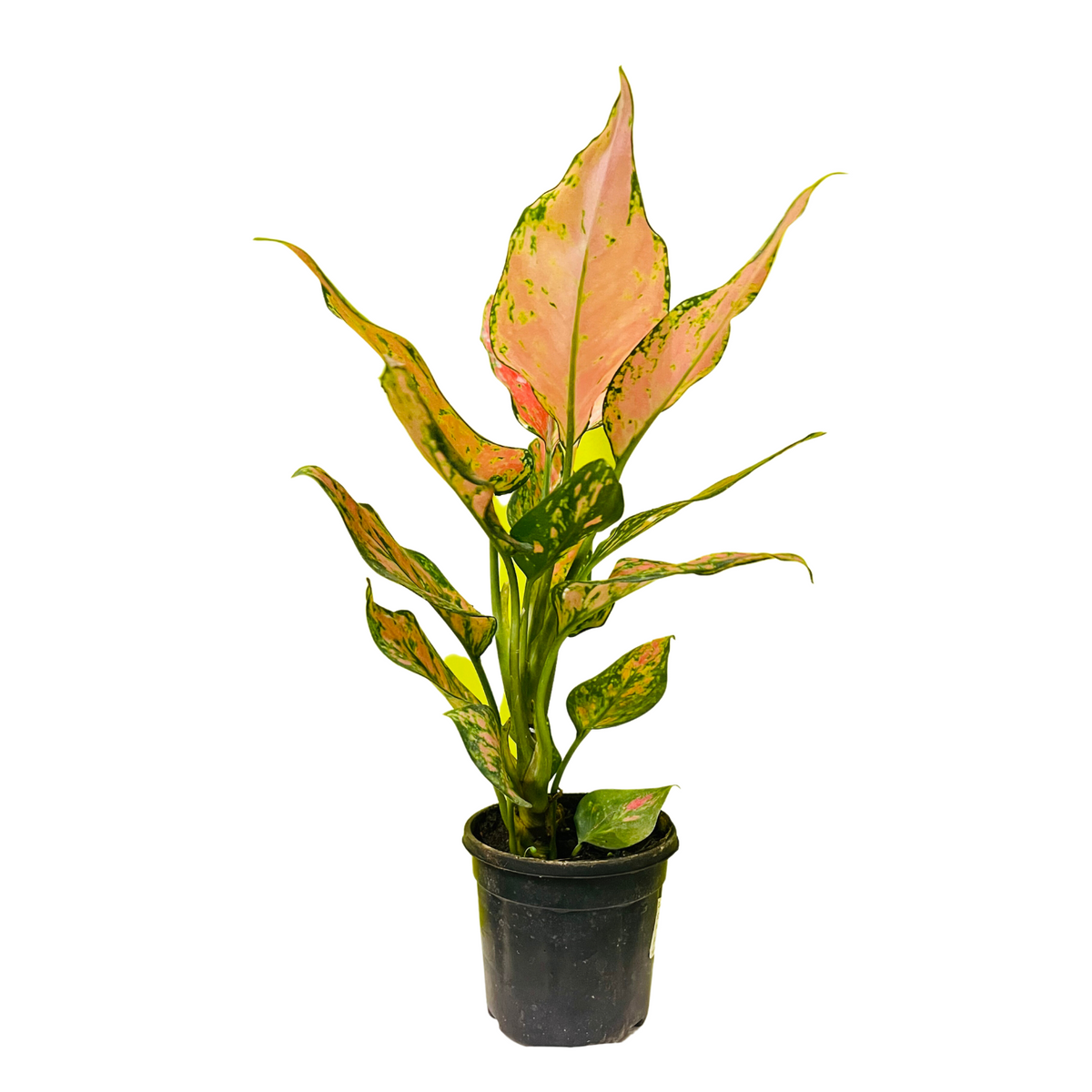 Aglaonema Red Angel / Chinese Evergreen (Aglaonema commutatum)- Live Plant  in 10cm Pot