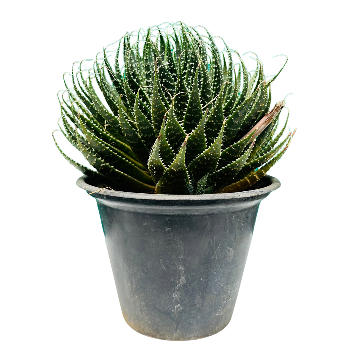 Aloe aristata - Live Plant (Home & Garden)