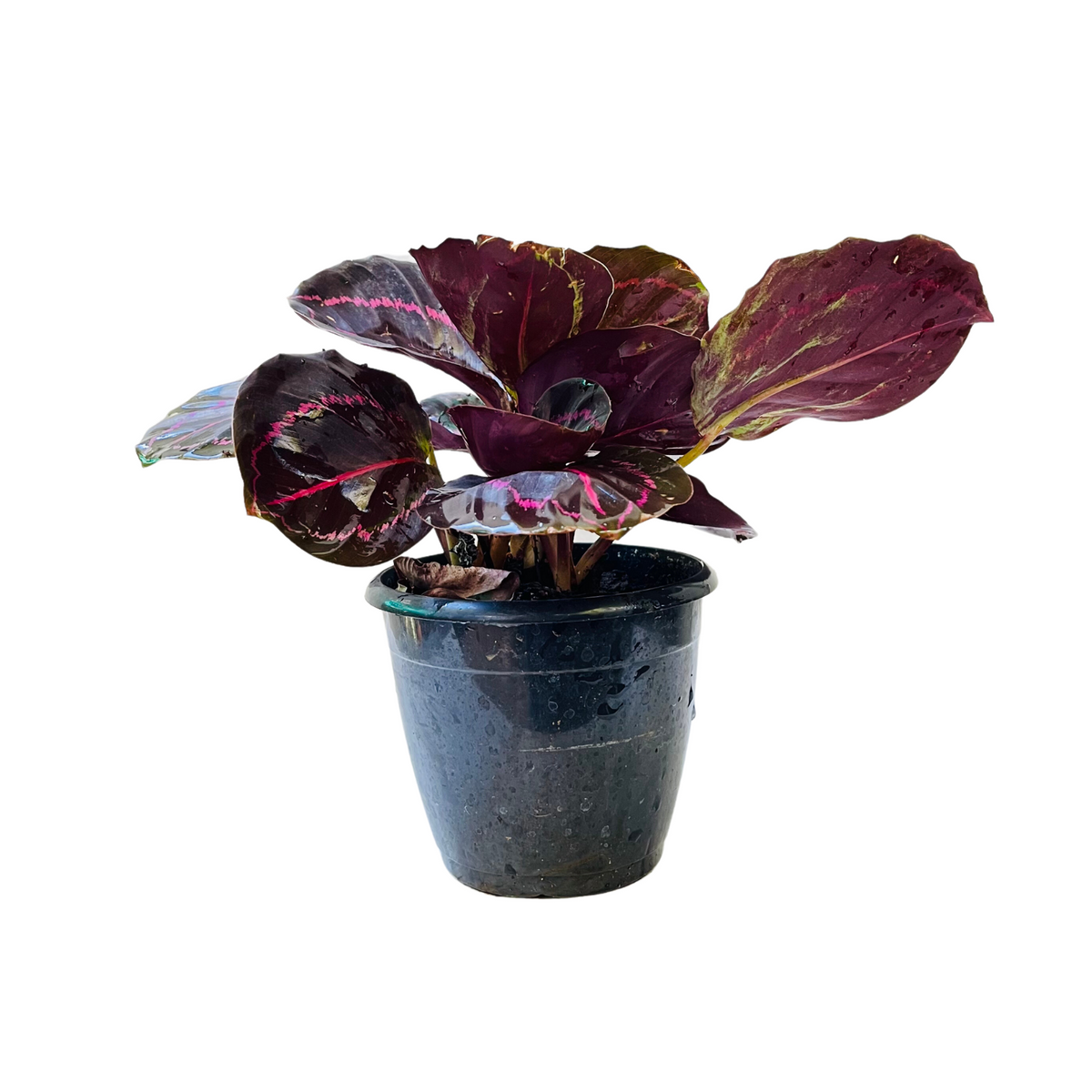 Calathea Roseopicta ‘Dottie’ - Live Plant (Home & Garden)