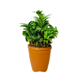 Zamioculcas zamiifolia ‘Zenzi’ / ZZ Miniature /Dwarf ZZ Plant- Live Plant in 6inch Pot (Home & Garden)