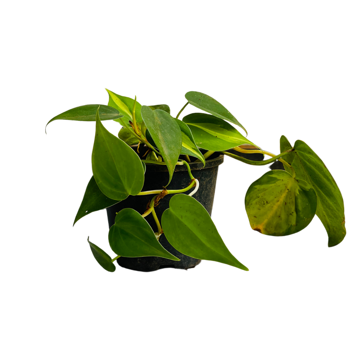 Philodendron Oxycardium Brasil With 4 Inch Pot (Home & Garden)