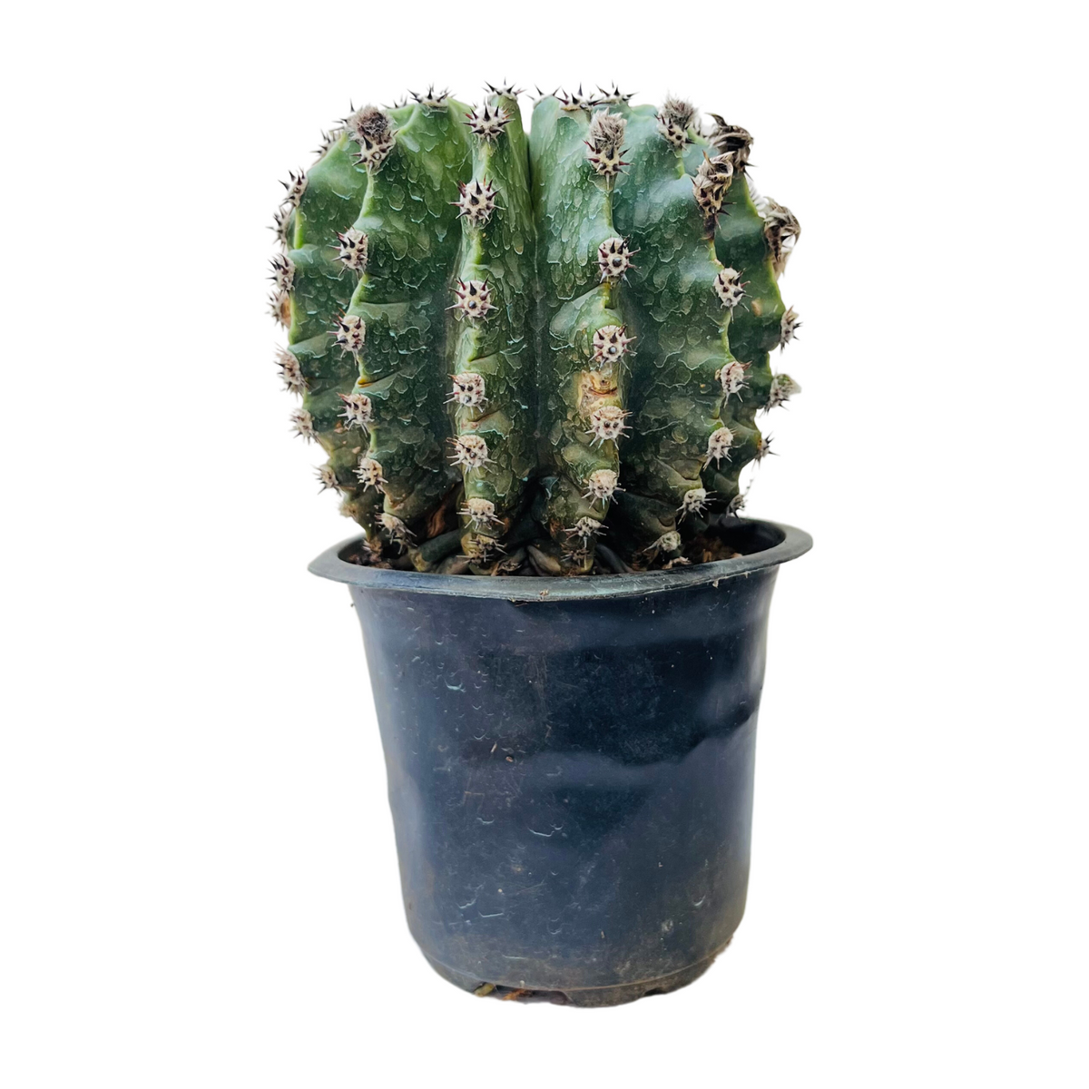 Easter Lily Cactus - Live Plant (Home & Garden)