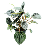 Peperomia Metallic- Live  Plant (Home & Garden)