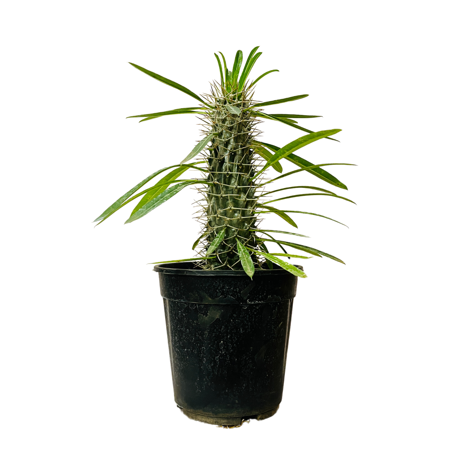 Madagascar Palm Miniature- Live Plant in 6inch Pot (Home & Garden)