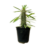 Madagascar Palm Miniature- Live Plant in 6inch Pot (Home & Garden)