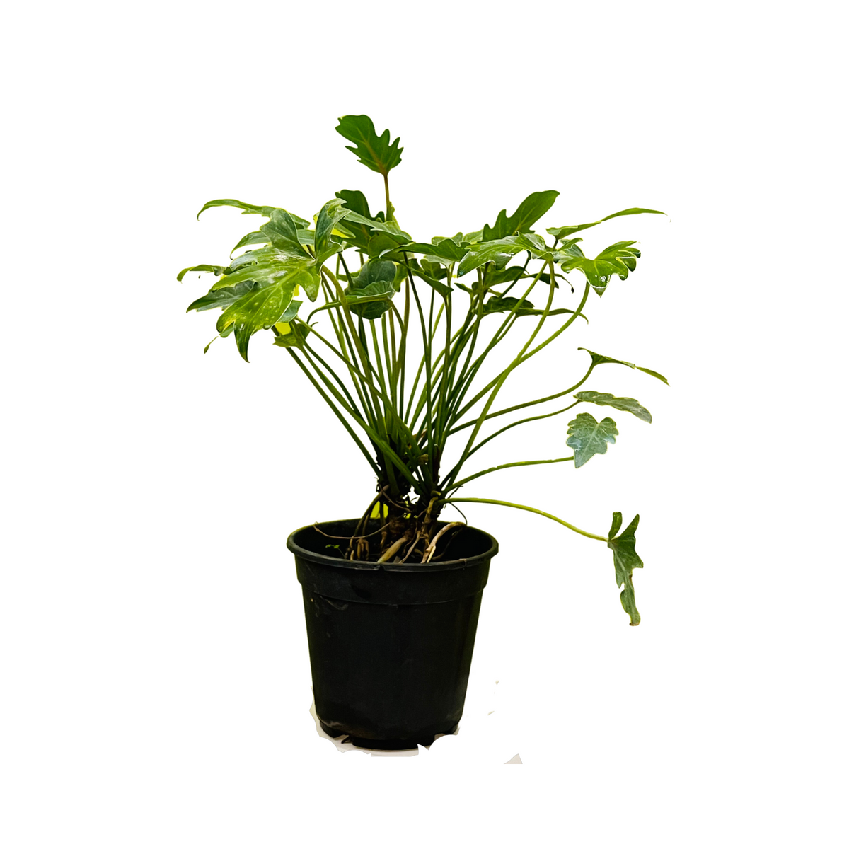 Philodendron Xanadu Green (Thaumatophyllum xanadu)- Live Plant (Home & Garden)