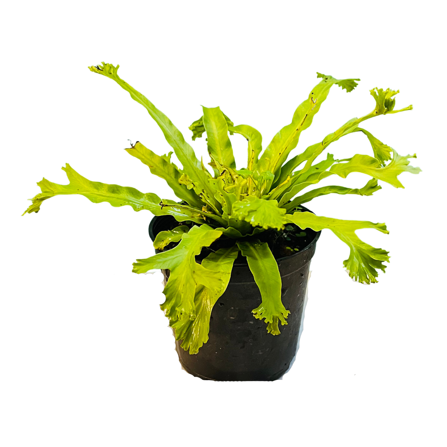 Asplenium Nidus Crissie Fern- Live Plant In 5 Inch Pot (Home & Garden)
