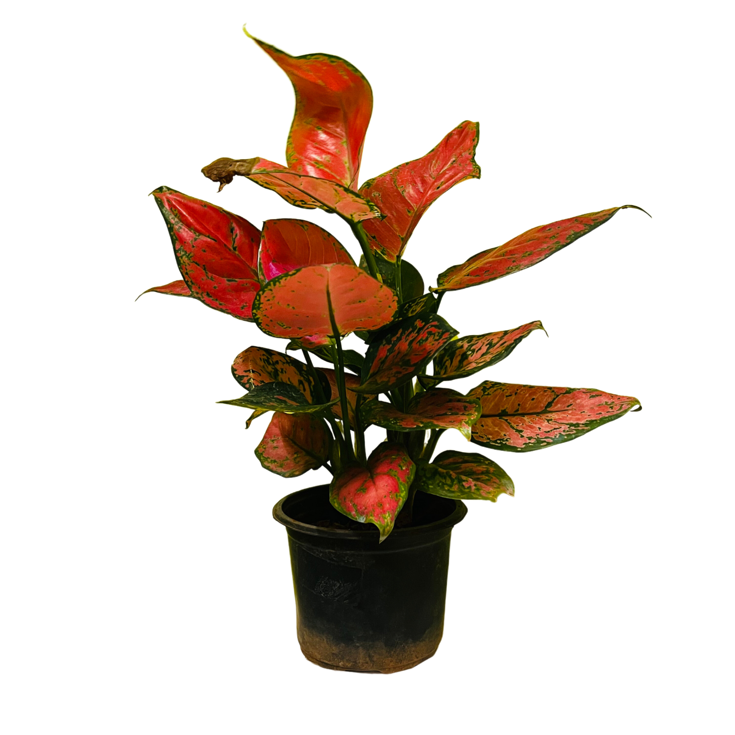 Aglaonema Maroon Beauty (Aglaonema Costatum) - Live Plant  (Home & Garden)