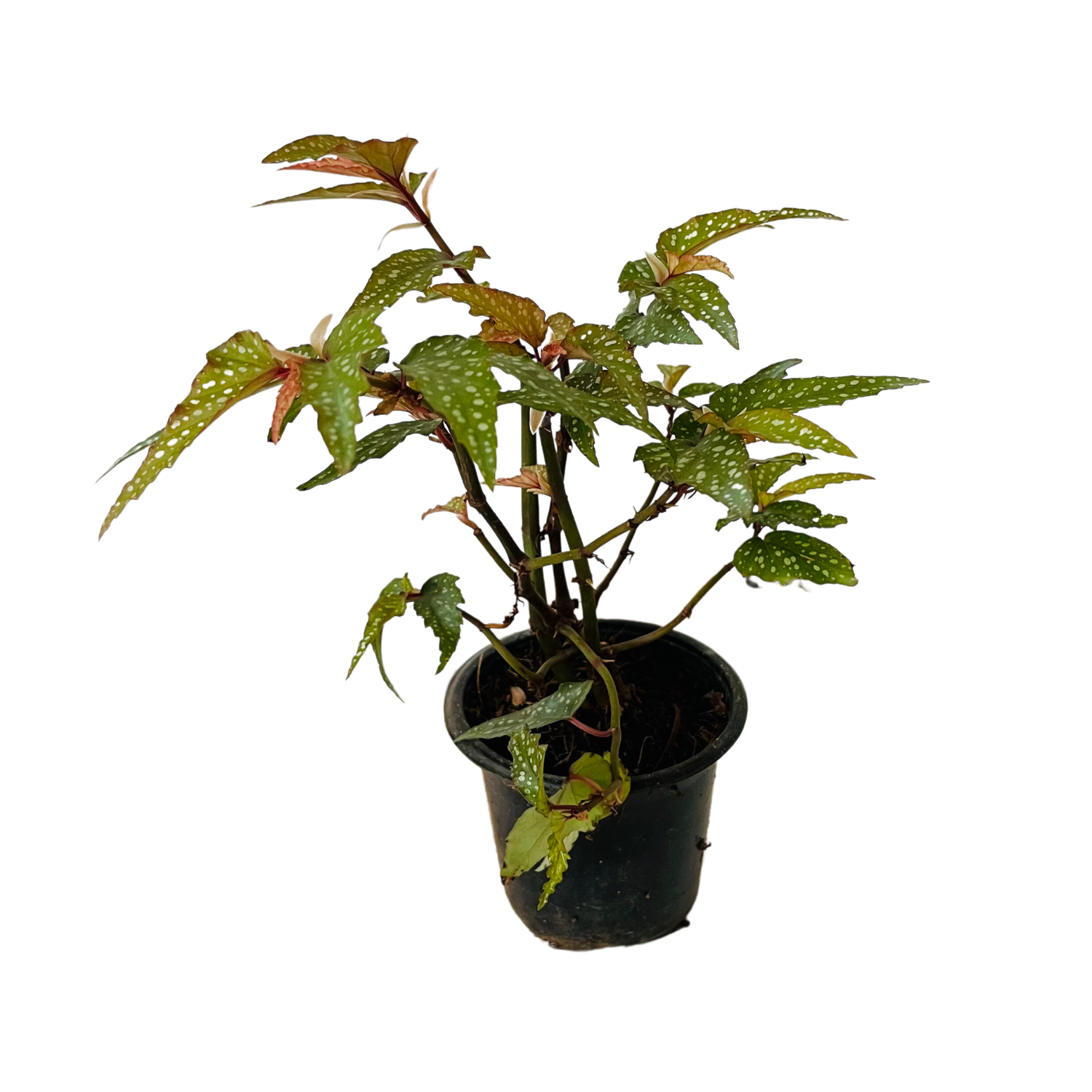Angel Wing Begonia - Live Plant (Home & Garden)