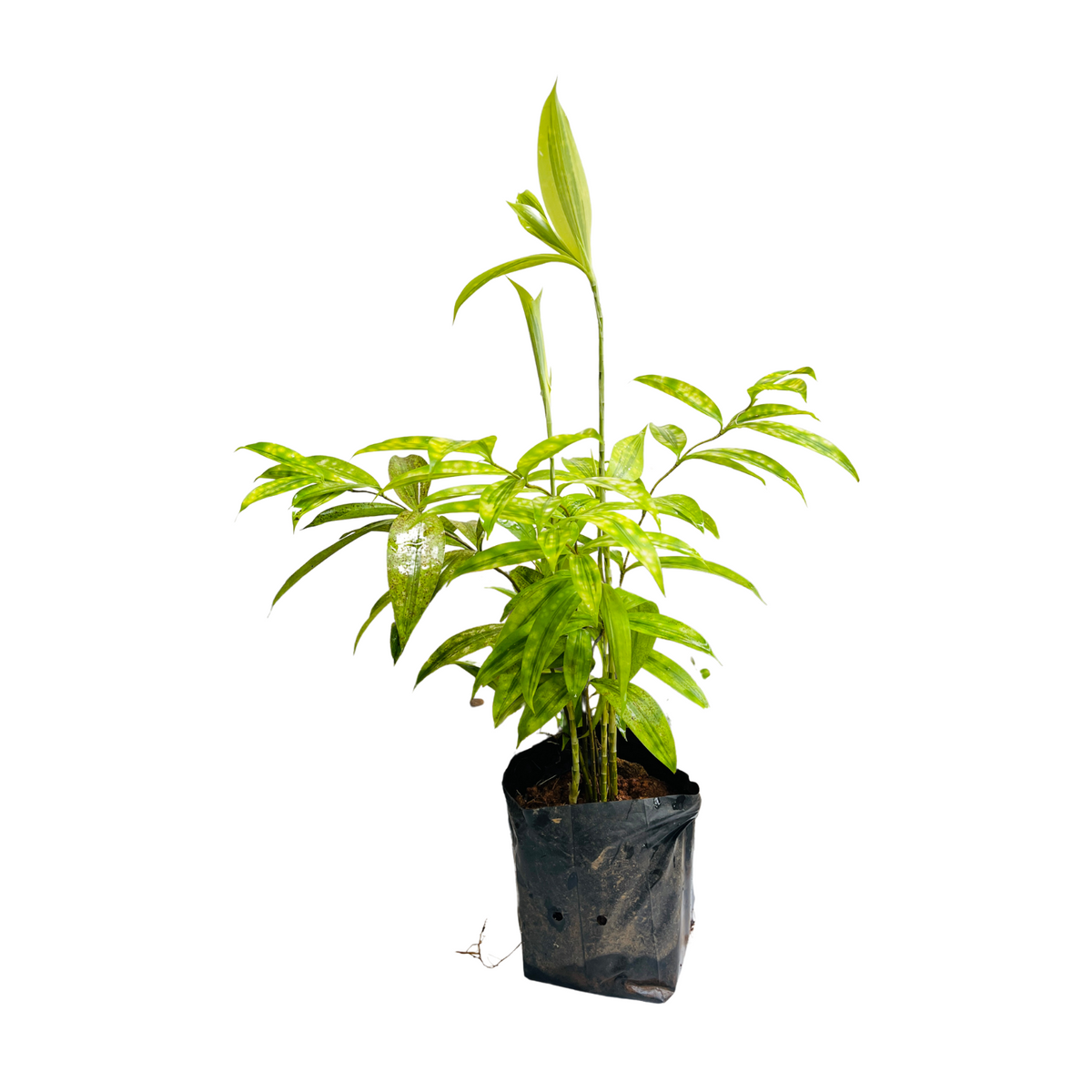 Dracaena Golden Milky / Milky Bamboo In Poly Bag (Home & Garden)