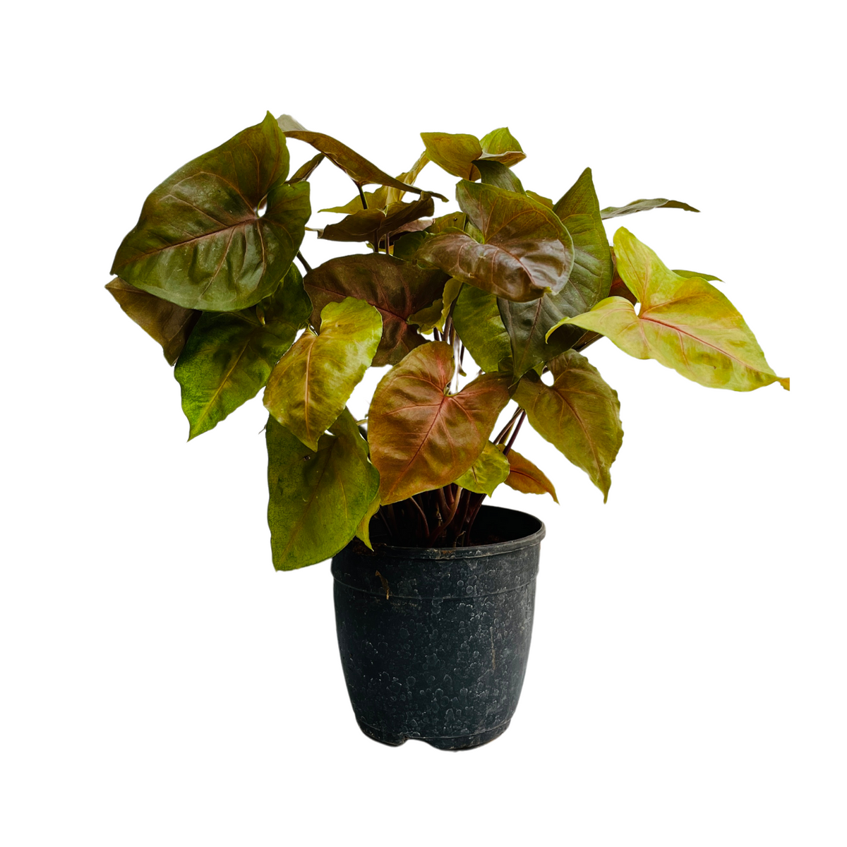 Syngonium Red Plum Plant (Pink veins) - Live Plant