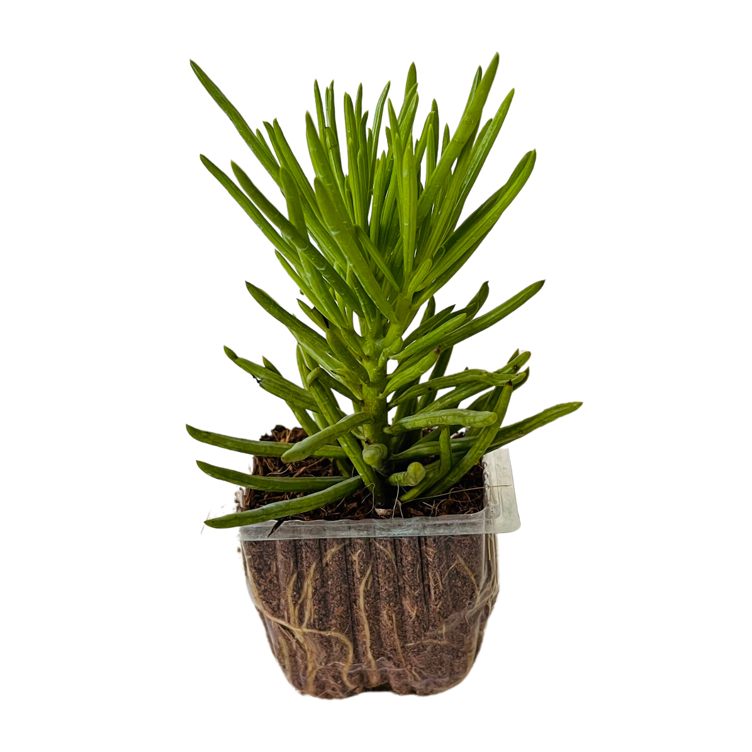 Senecio Barbertonicus Plant Succulent Live Plant